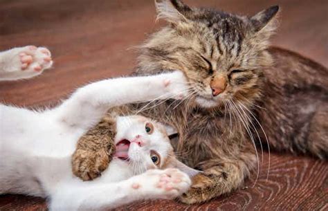 Are Your Cats Fighting Or Playing Scientists Analysed Cat Videos To Figure Out The Difference