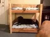 Wooden Bunk Beds For Dogs Photos