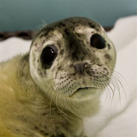 Stranded Seal Pup Probably A Preemie Gets A New Lease On