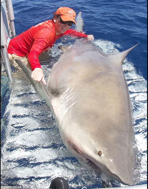 Worlds Largest Bull Shark