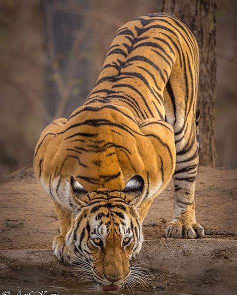 Meet The Majestic Bengal Tiger The Bengal Tiger Panthera Tigris Tigris Is The Most