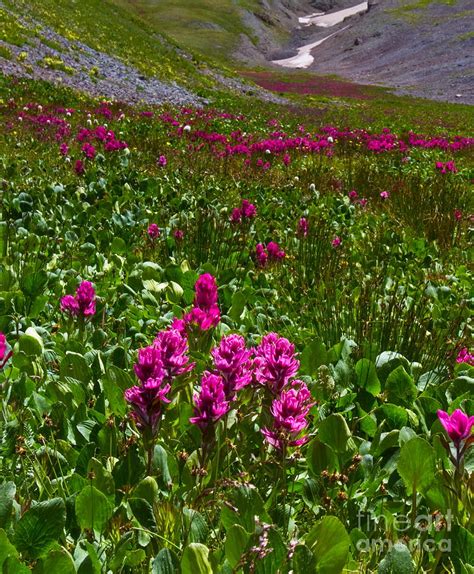 Colorado Alpine Wildflowers Photograph By Crystal Garner Pixels