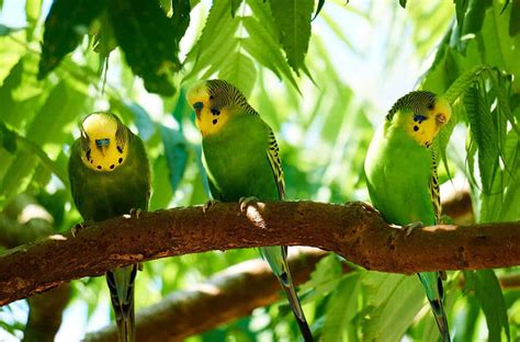 Lovely Parakeet Sounds And Singing Video Gallery The Perruches