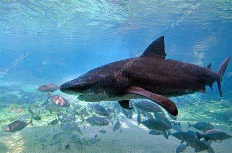 Bull Shark In Sea World Gold Coast Australia Stock Editorial Photo © Lucidwaters 59303129