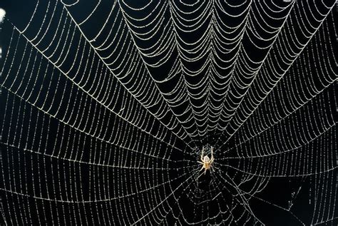 It's sort of flammable, but it tends to smolder and 'melt away' like polyester threads, rather than burn. Why Spiders Decorate Their Webs