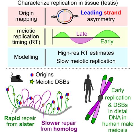 About Our Research Genetics And Biochemistry Section Niddk