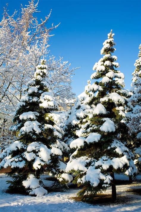 Pine Trees Covered In Snow Close Up Of Pine Trees In Forest Covered