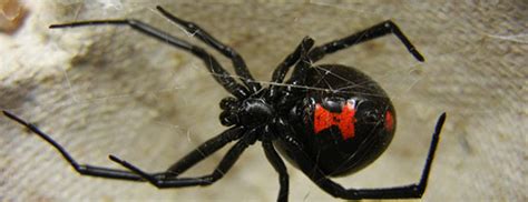 How are male black widows different from females? Black Widow Spider Removal : Bobcat Wildlife & Pest Management