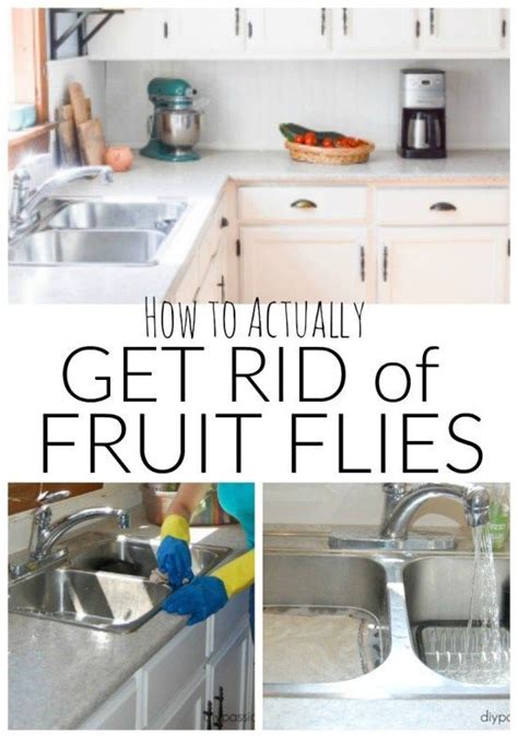 Since most pests prefer to avoid human interaction, you might not realize you've got a pest problem until it's too late. How to actually get rid of flies | Fruit flies in house ...