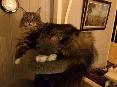 The maine coon is the largest domesticated cat breed. Maine Coon Weight Submissions - For Worldwide Project ...
