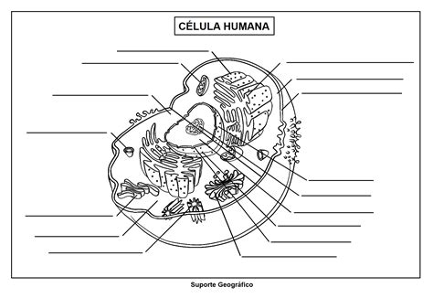 Célula Vegetal Para Colorir