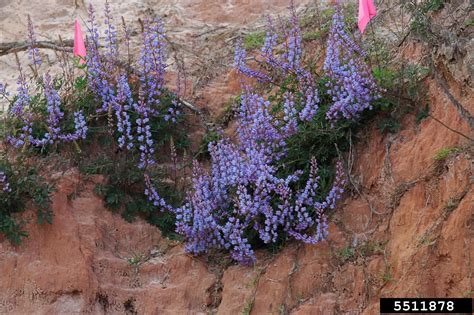 Lupinus perennis (also wild perennial lupine, wild lupine, sundial lupine, blue lupine, indian beet, or old maid's bonnets) is a flowering plant in the family fabaceae. perennial lupine, Lupinus perennis (Fabales: Fabaceae ...
