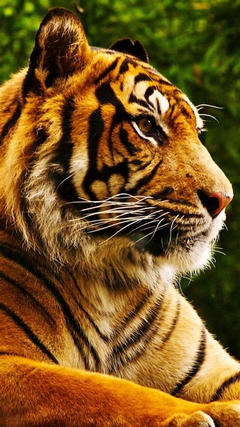 Tiger Iphone Wallpaper Supportive Guru