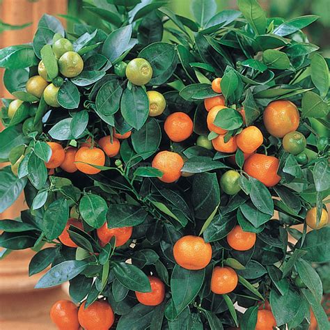 Mandarin Orange Fruit Plant