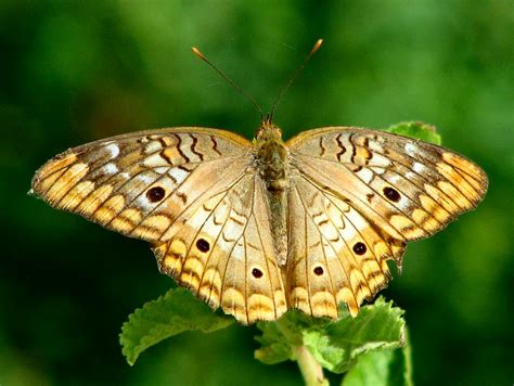 butterfly photograph taken in the dominican republic on a … flickr