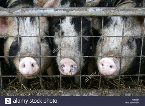Wessex Schweine Fotos Und Bildmaterial In Hoher Aufl Sung Alamy