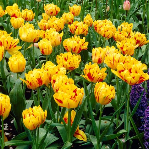 Monsella Tulips Order Your Tulip Bulbs Bulbs Direct New Zealand