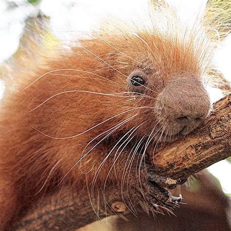 We bath after because of his reflux. Can you pet a baby porcupine? Binghamton Zoo weighs in ...