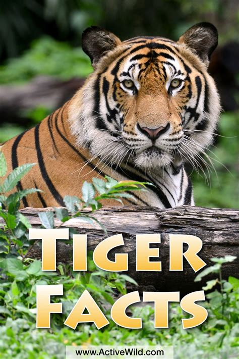 Tigers Facts For Kids And Adults Pictures Video In Depth Information