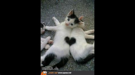 ║ bilder mit sprüchen witzig lustige bilder witze videos und fb sprüche ~ besten bilder videos und sprüche und es kommen täglich neue lu. Lustige Katzen, Sprüche - YouTube