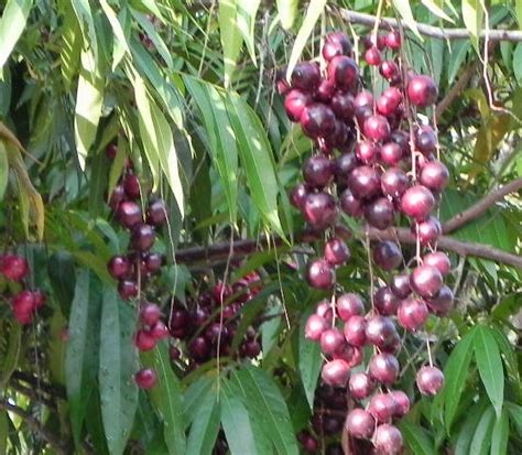 Untuk mekhasiatkan khasiat rebusan daun ceri untuk menyembuhkan diabetes, kamu bisa membikin ramuan daun ceri tersebut yang bisa diperbuat dengan langkah berikut Ceri Terengganu - Buah Nadir 1 ~ TERENGGANU YANG KUKENALI