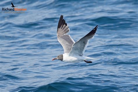 Laughing Gull Scilly Pelagic 14 Aug 22