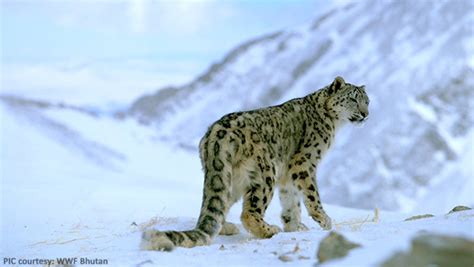 Bhutan Has 96 Snow Leopards Bbscl