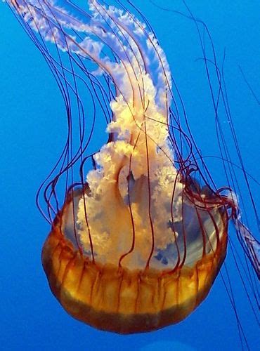 Box Jellyfishthe Most Venomous And Deadliest Sea Creature Of All