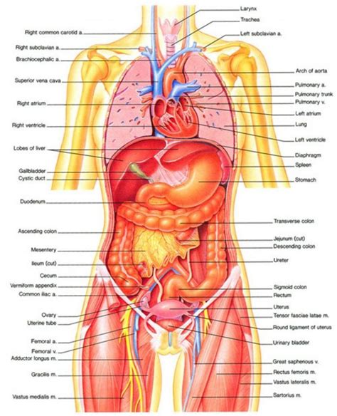 Womens muscular anatomy human body muscles muscle. Human Body Organs Diagram From The Back Female Human Body Diagram Of Organs Human Body Inner ...