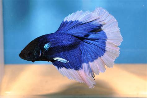 Please keep in mind that betta temperaments vary, some are more aggressive or vulnerable than others: Top 5 Most Colorful Aquarium Fish | fpsbutest