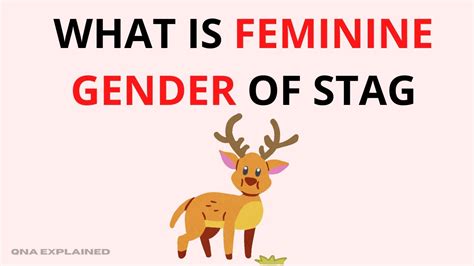What Is Feminine Gender Of Stag Qna Explained Youtube