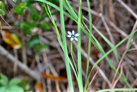 Narrowleaf Blue Eyed Grass
