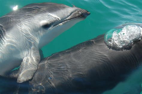 10 Curiosità Sui Delfini
