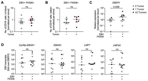 Immunosuppressive Fk506 Treatment Leads To More Frequent Ebv Associated