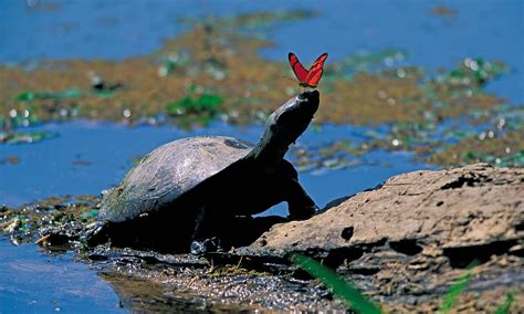 There are many tour operators in baños and some in have you booked with lead adventures south america? Amazon Rainforest Animals: A Beginner's Guide to 21 ...