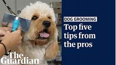 The Ultimate Pet Grooming Guide Discover The Best Within 5 Miles