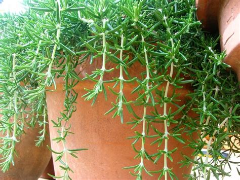 Basically everything we've found online while researching, all the advice and tips, can be. How often should I water container rosemary? - Urban Turnip
