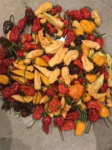 Some Super Hots Rhotpeppers
