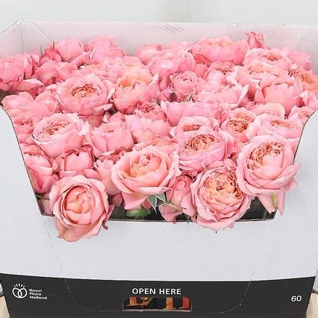 Rose Spray Julietta 60cm Wholesale Dutch Flowers Florist Supplies UK