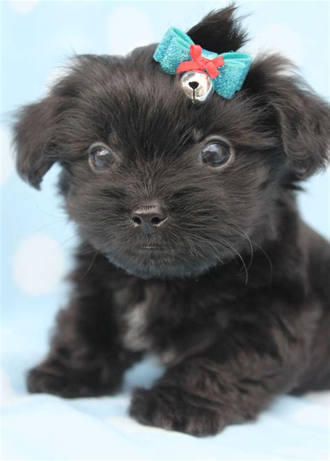 We have some little morkies that are available at this time, and have another litter due any day now. Morkie Puppy For Sale at TeaCups | Mixed breed puppies ...