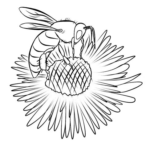 bee coloring page  learn  nature