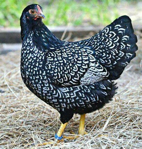 Silver Lace Wyandotte Fancy Chickens Beautiful Chickens Chickens
