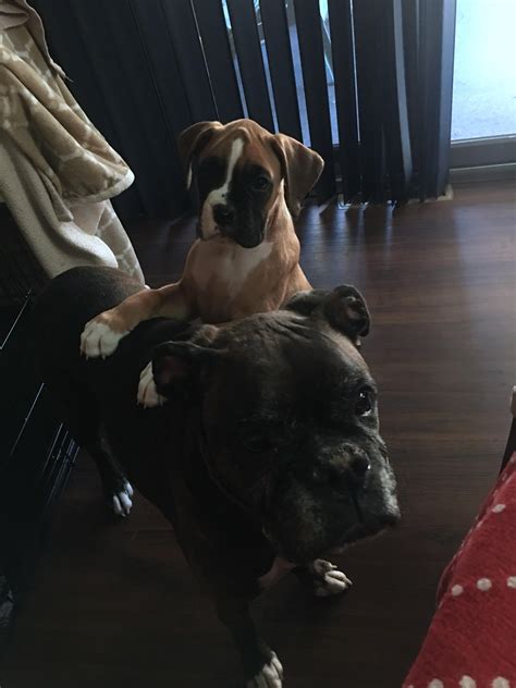 A throw back to big sis helping lil bro get a better view : r/Boxers