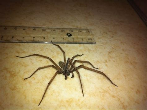 Check spelling or type a new query. Giant house spider - for Autumnwatch 2011 | Flickr - Photo ...