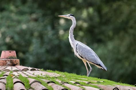 O médio ofensivo de 21 anos, que se sagrou campeão nacional pelo sporting, assinou por três temporadas, num contrato. Descobrir a fauna de Vizela desafio lançado pela Coração Azul