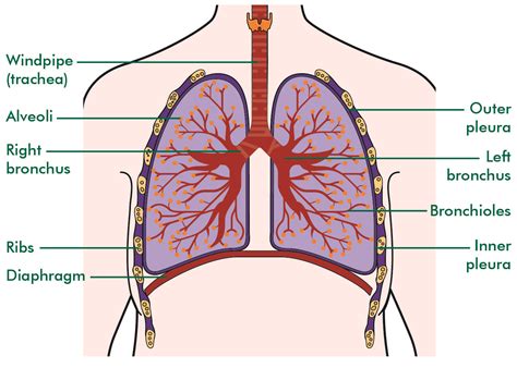 Medicine Lung Development Part 4