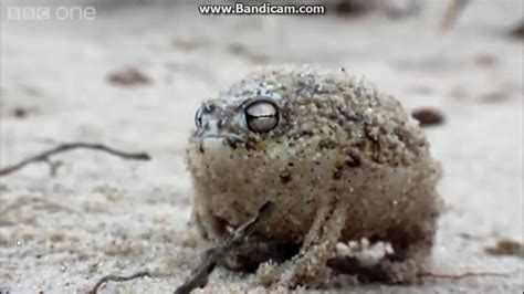 Desert Rain Frog Funny Meme Youtube