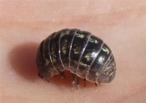 They do not damage household items or deposit eggs indoors. Nature Gardens Pill Bugs | nhm