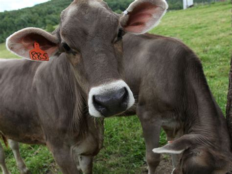 jersey swiss cow farm house