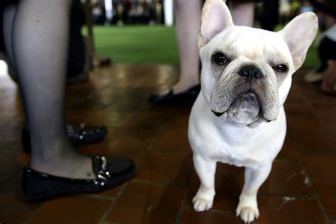 We've rounded up the most popular french the french bulldog is small but has a big following, thanks in part to its sweet, playful, and adaptable. French bulldogs are NYC's most popular dog | New York Post